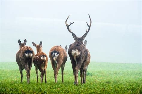 When Is Deer Mating Season When Do Deer Rut World Deer