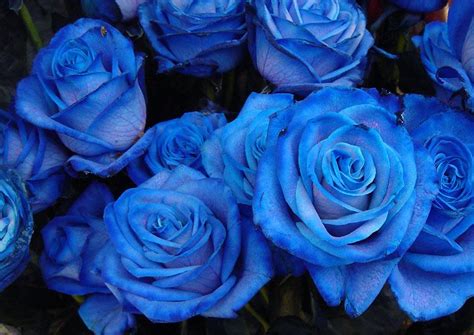 We would like to show you a description here but the site won't allow us. blue roses wallpaper |Rose Wallpapers