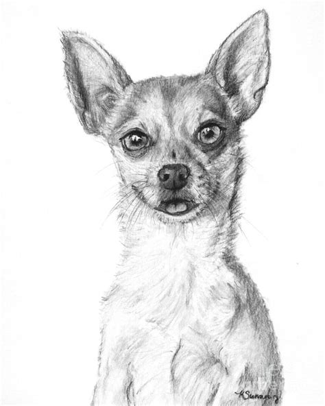 Smiling Chihuahua In Charcoal Drawing By Kate Sumners Fine Art America