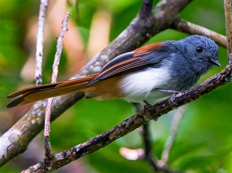 Visayan Fantail Ebird