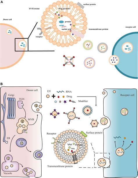 Frontiers Plant Extracellular Vesicles A Novel Bioactive