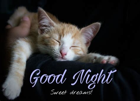Good Night Wishes From Kitty Free Good Night Ecards Greeting Cards