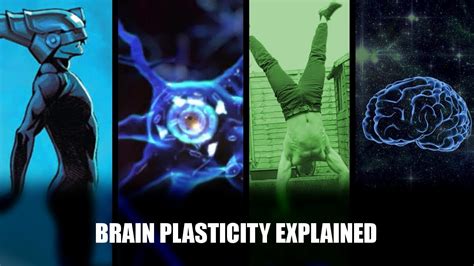 Brain Plasticity Explained How To Support Learning And Growth Youtube