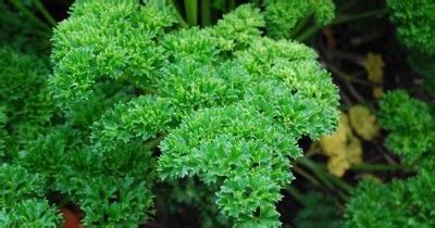 As is parsley in malay? Lost in Orbit: Curly Parsley = Daun Selom