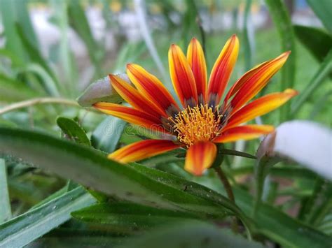 Belle Fleur De Gazane Orange Aussi Connue Sous Le Nom De Fleur