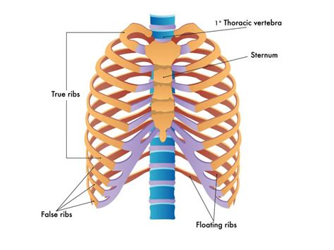 Creating stability for the lower back via the hip bones. rib cage anatomy