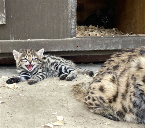 Black Footed Cat Pair Becomes Parents Again Fossil Rim