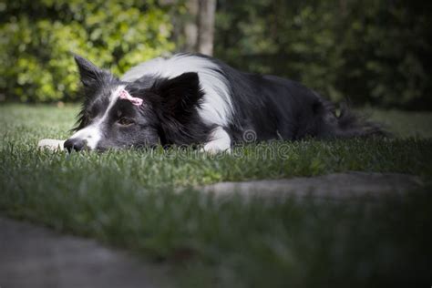 Portrait Of A Sad Border Collie Puppy Stock Photo Image Of Grey
