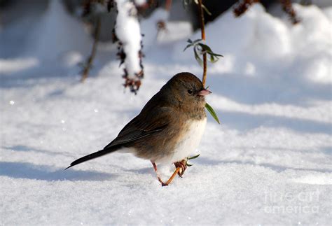 Snow Bird By Todd Hostetter Birds Pinterest Snow And