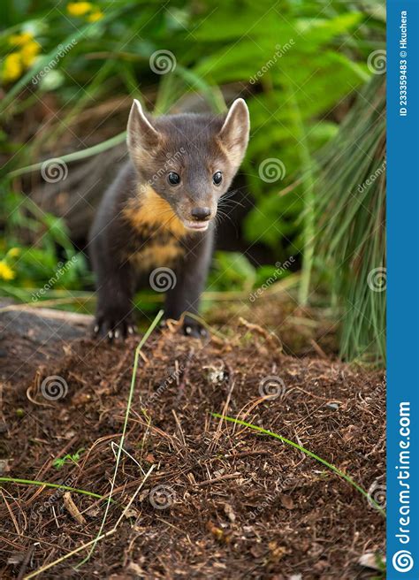 American Pine Marten Martes Americana Looks Out Ears Up Summer Stock