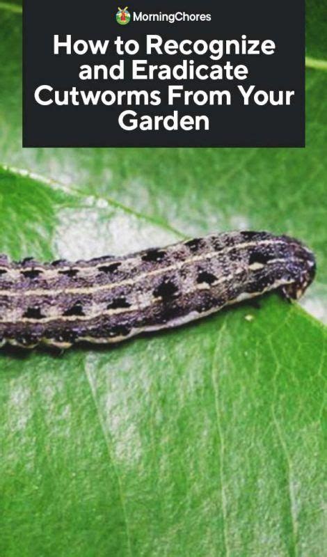Check spelling or type a new query. How to Identify and Get Rid of Cutworms From Your Garden # ...