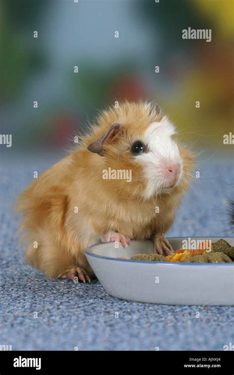 Young Abyssinian Guinea Pig Satin Buff White At Feeding Bowl Stock