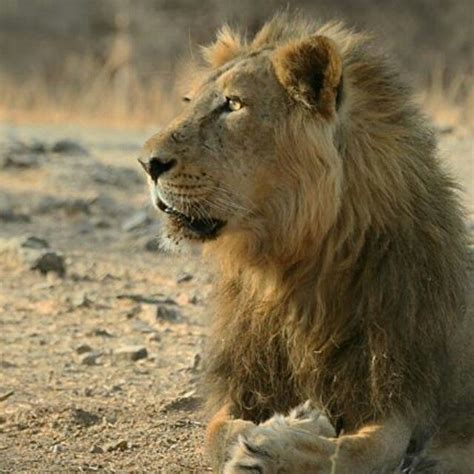 Asiatic Lion At Gir National Park Sasan Gir Gujarat India Gir