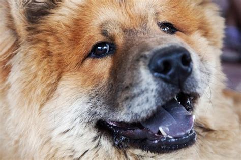 Why Does Chow Chow Have Blue Tongue