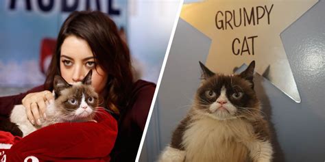 Grumpy Cats Grumpiest Moments And Photos