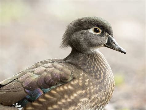 Female Wood Ducks Identification Guide With Pictures Birdfact