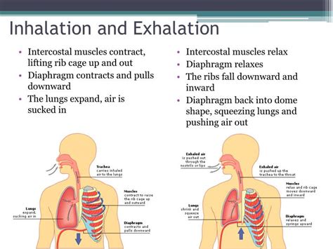 Ppt The Mechanics Of Breathing Powerpoint Presentation Id2065242