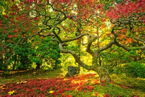 Portland Japanese Garden Maple 4631 C Autumn Maple In Port Flickr