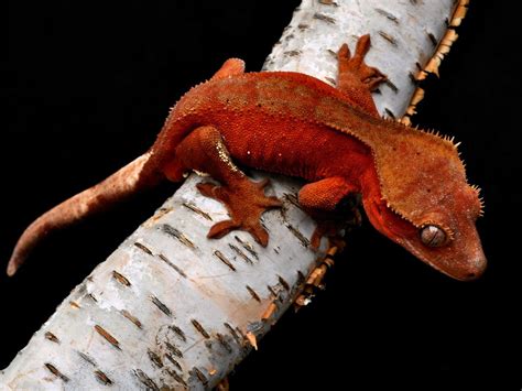 Red Crested Gecko Rhacodactylus Ciliatus Crested Gecko Morphs