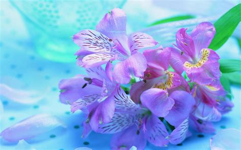 188 purple 4k wallpapers and background images. Purple Flower Backgrounds - Wallpaper Cave