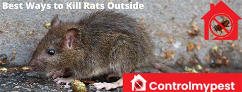 Tips To Kill Rats With Best Ways And Methods Control My Pest