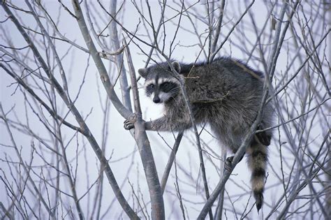 Coon Hunting 101 Raccoon Hunting Tips And How To Hunt These Vermin