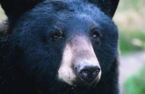 Black Bear Ursus Americanus United Photograph By Mark Newman Pixels