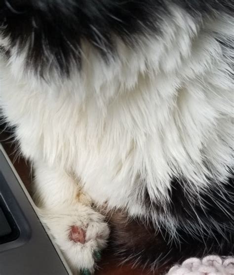 Newly Diagnosed Diabetic Cat Feline Diabetes Message Board Fdmb