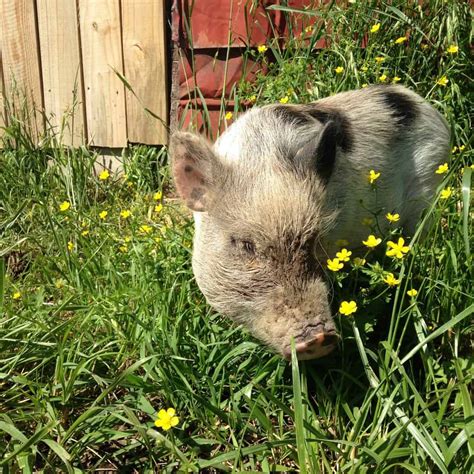 Clover The Pig Thinks Shes A Dog