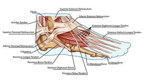 Tendons And Ligaments In Foot And Leg Developing Strength And Stability