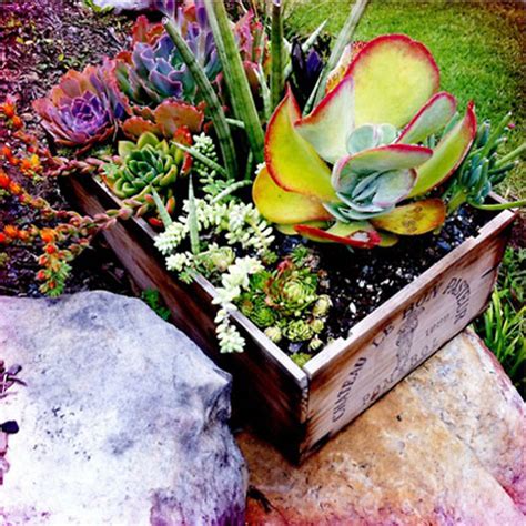 Planting Succulents Container Garden Ideas Bombay Outdoors
