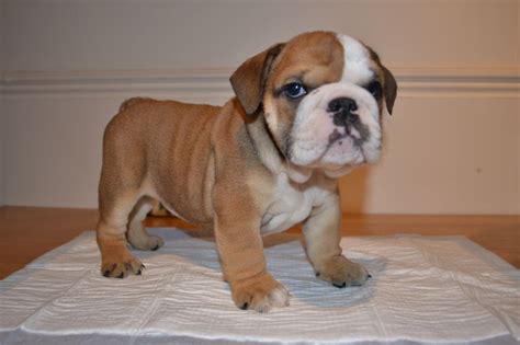 Well,if you are a puppy lover who need an english bulldog puppy we are here for you,our puppies for sale are cute,friendly,and full of love.contact us if you may need any assistance from us getting a puppy. 47 Very Cute Pug Puppy Pictures And Photos