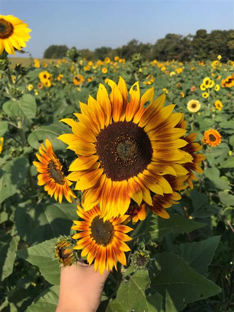 Sunflower Season 2020 Meadowbrooke Gourds