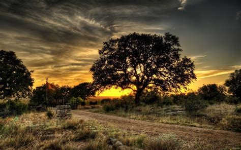 Landscapes Nature Trees Hdr Photography Wallpaper 2560x1600 240244