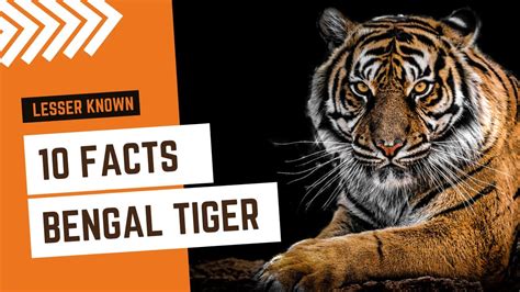 Royal Bengal Tiger Surprising Facts That You Don T Know About This