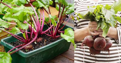 Maybe you would like to learn more about one of these? Growing Beets in Containers: How to Grow Beets in Pots ...