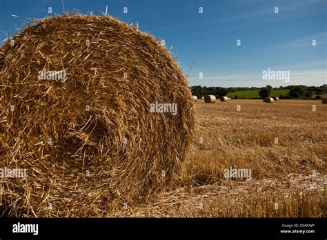 Large Round Hay Bales After Harvesting In Wiltshire Country Side Stock