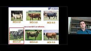 Part 2 Beef Cattle Body Condition Score Bcs System Youtube