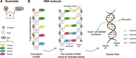 The nitrogens have an extra lone pair that can be used up under the right conditions to potentially sop up and that's what actually forms the rungs of the ladder when these complimentary nitrogenous bases form. 2 DNA structure. (a) The elemental unit of the DNA molecule is called... | Download Scientific ...