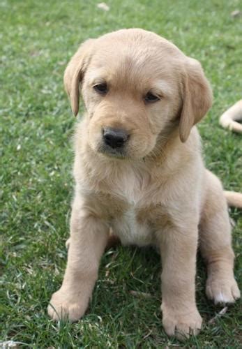 Labrador Retriever Puppy For Sale Adoption Rescue For Sale In