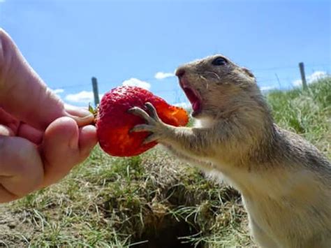White Wolf Animals Eating Berries Is The Cutest Thing You Will See