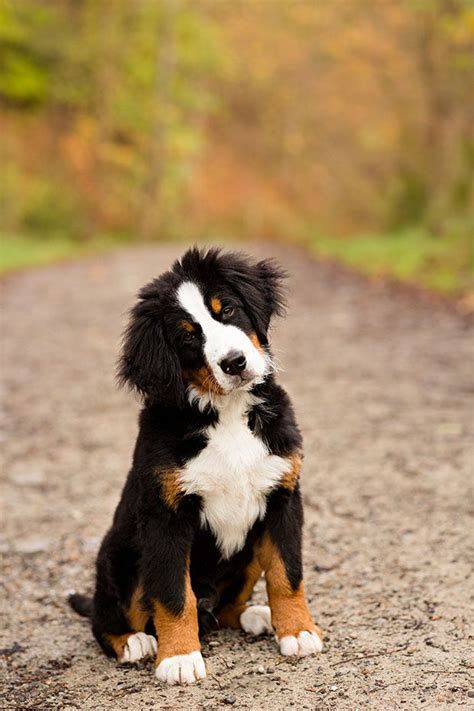 Bernese Mountain Dog Puppies Cute Puppies