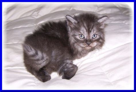 Although there are mentions of the breed as early as 1,000 ad, its exact beginnings are not known. Kitten Colors
