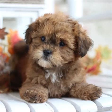 Shihpoo dogs & puppies in uk. TimberCreek Puppies,Shihpoo Puppies ... | Teddy bear puppies, Shih poo puppies