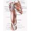83 Best Images About Muscle Anatomy On Pinterest  Human
