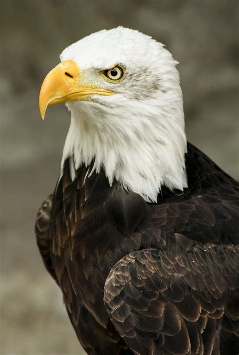 Читайте информацию о чем питается орел в природе