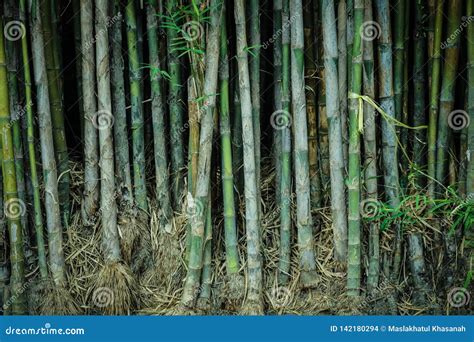 Clean Asia Bamboo Forest With Leaf And Roots And Straight Tree In