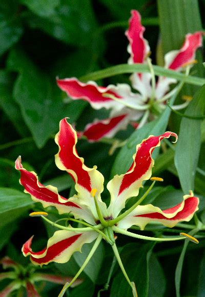 The best climbing plant varieties. Tropical Climber Seeds from JungleSeeds