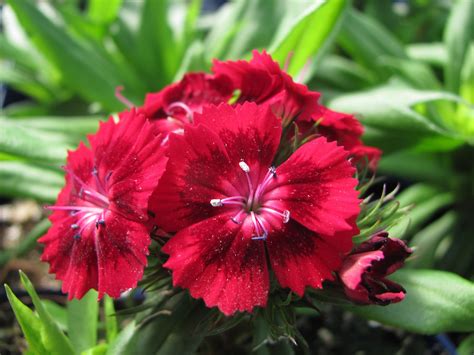 Plants that attract Hummingbirds. Sweet William. Canadale Nurseries Ltd. | How to attract ...