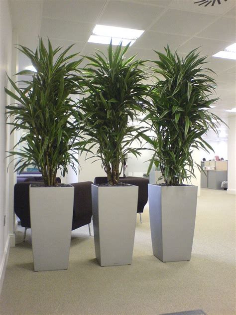 Pin By Nearly Natural Artificial Plan On Fake Plants And Trees Into The
